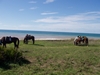 Walking on the beach on our equestrian holiday