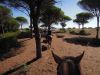 Horse riding holidays in a national park Fantastic riding in the forest