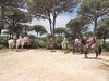 Superb riding holidays in Spain Relaxing after a forest canter